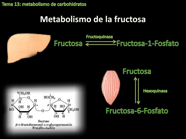 Como no definición de metabolismo