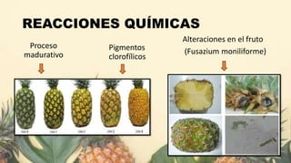 BIOQUÍMICA PIÑA.pptx