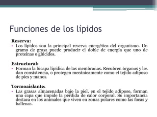 Funciones de los lípidos
Reserva:
• Los lípidos son la principal reserva energética del organismo. Un
gramo de grasa puede producir el doble de energía que uno de
proteínas o glúcidos.
Estructural:
• Forman la bicapa lipídica de las membranas. Recubren órganos y les
dan consistencia, o protegen mecánicamente como el tejido adiposo
de pies y manos.
Termoaislante:
• Las grasas almacenadas bajo la piel, en el tejido adiposo, forman
una capa que impide la pérdida de calor corporal. Su importancia
destaca en los animales que viven en zonas polares como las focas y
ballenas.
 
