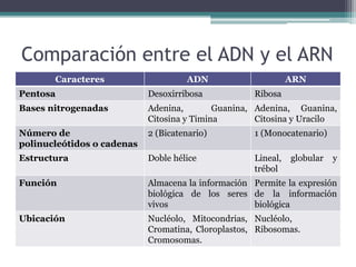 Comparación entre el ADN y el ARN
Caracteres ADN ARN
Pentosa Desoxirribosa Ribosa
Bases nitrogenadas Adenina, Guanina,
Citosina y Timina
Adenina, Guanina,
Citosina y Uracilo
Número de
polinucleótidos o cadenas
2 (Bicatenario) 1 (Monocatenario)
Estructura Doble hélice Lineal, globular y
trébol
Función Almacena la información
biológica de los seres
vivos
Permite la expresión
de la información
biológica
Ubicación Nucléolo, Mitocondrias,
Cromatina, Cloroplastos,
Cromosomas.
Nucléolo,
Ribosomas.
 