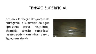 TENSÃO SUPERFICIAL
Devido a formação das pontes de
hidrogênio, a superfície da água
apresenta certa resistência,
chamada tensão superficial.
Insetos podem caminhar sobre a
água, sem afundar
 