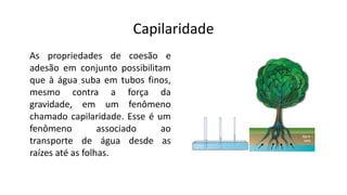 Capilaridade
As propriedades de coesão e
adesão em conjunto possibilitam
que à água suba em tubos finos,
mesmo contra a força da
gravidade, em um fenômeno
chamado capilaridade. Esse é um
fenômeno associado ao
transporte de água desde as
raízes até as folhas.
 