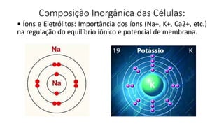 Composição Inorgânica das Células:
• Íons e Eletrólitos: Importância dos íons (Na+, K+, Ca2+, etc.)
na regulação do equilíbrio iônico e potencial de membrana.
 
