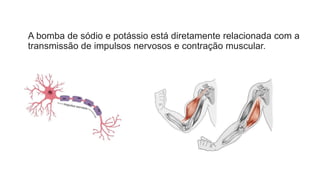 A bomba de sódio e potássio está diretamente relacionada com a
transmissão de impulsos nervosos e contração muscular.
 
