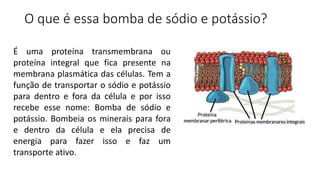O que é essa bomba de sódio e potássio?
É uma proteína transmembrana ou
proteína integral que fica presente na
membrana plasmática das células. Tem a
função de transportar o sódio e potássio
para dentro e fora da célula e por isso
recebe esse nome: Bomba de sódio e
potássio. Bombeia os minerais para fora
e dentro da célula e ela precisa de
energia para fazer isso e faz um
transporte ativo.
 