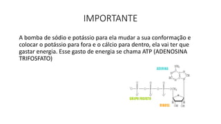 IMPORTANTE
A bomba de sódio e potássio para ela mudar a sua conformação e
colocar o potássio para fora e o cálcio para dentro, ela vai ter que
gastar energia. Esse gasto de energia se chama ATP (ADENOSINA
TRIFOSFATO)
 