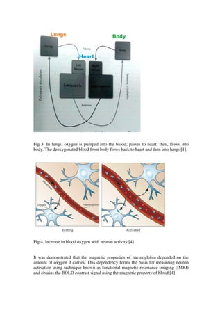 Fig 3. In lungs, oxygen is pumped into the blood; passes to heart; then, flows into
body. The deoxygenated blood from body flows back to heart and then into lungs [1].
Fig 4. Increase in blood oxygen with neuron activity [4]
It was demonstrated that the magnetic properties of haemoglobin depended on the
amount of oxygen it carries. This dependency forms the basis for measuring neuron
activation using technique known as functional magnetic resonance imaging (fMRI)
and obtains the BOLD contrast signal using the magnetic property of blood [4]
 