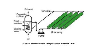 A tubular photobioreactors with parallel run horizontal tubes.
 