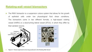 Rotating-wall vessel bioreactors
 The RWV bioreactor is a suspension culture system that allows for the growth
of epithelial cells under low physiological fluid shear conditions.
The bioreactors come in two different formats, a high-aspect rotating
vessel (HARV) or a slow-turning lateral vessel (STLV), in which they differ by
their aeration source.
 Figure 3: Tissue engineered ovine lung produced in the Rotating Wall Vessel
 