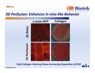 3D	
  Perfusion:	
  Enhances	
  in	
  vivo-­‐like	
  Behavior	
  	
  	
  




                            Total	
  Collagen	
  Staining	
  Shows	
  Increasing	
  Deposi0on	
  of	
  ECM	
     30	
  
©	
  3D	
  BIOTEK,	
  LCC	
  
 