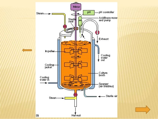 Bioreaktor