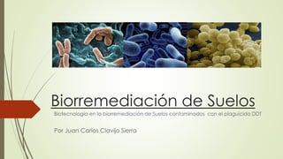 Biorremediación de Suelos 
Biotecnología en la biorremediación de Suelos contaminados con el plaguicida DDT 
Por Juan Carlos Clavijo Sierra 
 