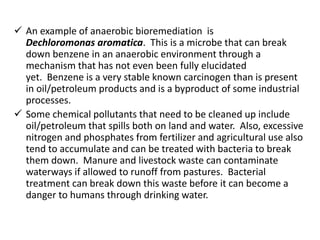  An example of anaerobic bioremediation is
Dechloromonas aromatica. This is a microbe that can break
down benzene in an anaerobic environment through a
mechanism that has not even been fully elucidated
yet. Benzene is a very stable known carcinogen than is present
in oil/petroleum products and is a byproduct of some industrial
processes.
 Some chemical pollutants that need to be cleaned up include
oil/petroleum that spills both on land and water. Also, excessive
nitrogen and phosphates from fertilizer and agricultural use also
tend to accumulate and can be treated with bacteria to break
them down. Manure and livestock waste can contaminate
waterways if allowed to runoff from pastures. Bacterial
treatment can break down this waste before it can become a
danger to humans through drinking water.
 