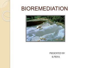 BIOREMEDIATION 
PRESENTED BY 
R.PRIYA 
 