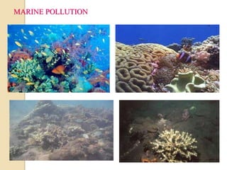MARINE POLLUTION 
 