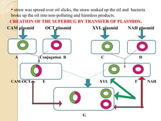 • straw was spread over oil slicks, the straw soaked up the oil and bacteria 
broke up the oil into non-polluting and harmless products. 
CREATION OF THE SUPERBUG BY TRANSFER OF PLASMIDS. 
CAM plasmid OCT plasmid XYL plasmid NAH plasmid 
A Conjugation B C D 
CAM-OCT E XYL F NAH 
G 
 