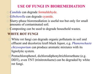 USE OF FUNGI IN BIOREMEDIATION 
Candida can degrade formaldehyde. 
Gibeberella can degrade cyanide. 
Slurry-phase bioremediation is useful too but only for small 
amounts of contaminated soil. 
Composting can be used to degrade household wastes. 
WHITE ROT FUNGI 
White rot fungi can degrade organic pollutants in soil and 
effluent and decolorize kraft black liquor, e.g. Phanerochaete 
chrysosporium can produce aromatic mixtures with its 
lignolytic system. 
Pentachlorophenol, dichlorodiphenyltrichloroethane (e.g. 
DDT), even TNT (trinitrotoluene) can be degraded by white 
rot fungi. 
 