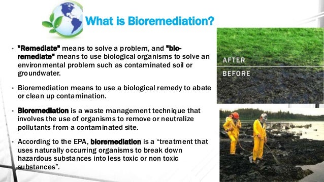 bioremediation