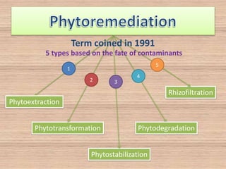 Phytoextraction
1
Phytotransformation
2
Phytostabilization
3
Phytodegradation
Rhizofiltration
4
5
Term coined in 1991
5 types based on the fate of contaminants
 
