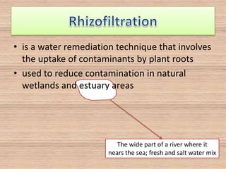 • is a water remediation technique that involves
the uptake of contaminants by plant roots
• used to reduce contamination in natural
wetlands and estuary areas
The wide part of a river where it
nears the sea; fresh and salt water mix
 
