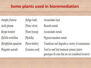 Some plants used in bioremediation
 