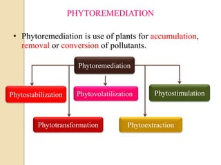 • Phytoremediation is use of plants for accumulation,
removal or conversion of pollutants.
PHYTOREMEDIATION
Phytoremediation
Phytostabilization
Phytotransformation Phytoextraction
Phytovolatilization Phytostimulation
 