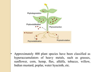 • Approximately 400 plant species have been classified as
hyperaccumulators of heavy metals, such as grasses,
sunflower, corn, hemp, flax, alfalfa, tobacco, willow,
Indian mustard, poplar, water hyacinth, etc.
 