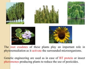 The root exudates of these plants play an important role in
phytoremediation as it activate the surrounded microorganisms.
Genetic engineering are used as in case of BT protein or insect
pheromones producing plants to reduce the use of pesticides.
 