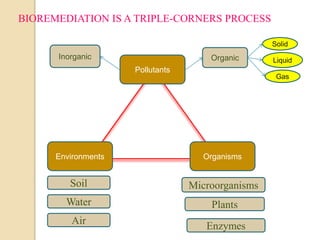 BIOREMEDIATION IS A TRIPLE-CORNERS PROCESS
Organisms
Pollutants
Environments
Microorganisms
Plants
Enzymes
Soil
Water
Air
OrganicInorganic
Solid
Liquid
Gas
 