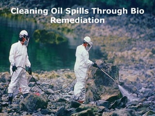 Cleaning Oil Spills Through Bio
Remediation
 