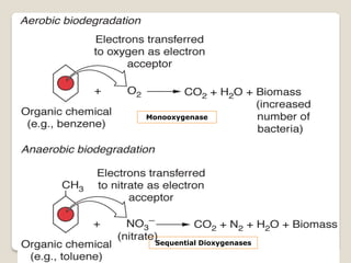 Monooxygenase
Sequential Dioxygenases
 
