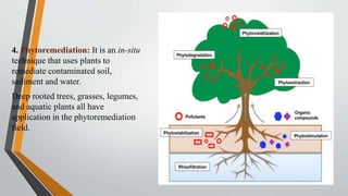 4. Phytoremediation: It is an in-situ
technique that uses plants to
remediate contaminated soil,
sediment and water.
Deep rooted trees, grasses, legumes,
and aquatic plants all have
application in the phytoremediation
field.
 