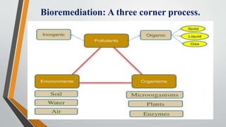 Bioremediation: A three corner process.
 