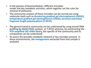 • In the process of bioremediation, different microbes
render the key metabolic activities, which together set the rules for
removal of pollutants.
• The community analysis of these microbes can be carried out using
molecular tools such as denaturing gradient gel electrophoresis (DGGE),
temperature gradient gel electrophoresis (TGGE), terminal restriction
fragment length polymorphism (T-RFLP).
• The general trend in community can be understood by using overall DNA
proﬁling by DGGE/TGGE analysis or T-RFLP, whereas, by constructing the
PCR ampliﬁed 16S rDNA library, the speciﬁc of the community and its
composition can be understood
• To assess the possible metabolic network or key microbes present in
these environments, the metagenome extracted from that sample is
analyzed.
 