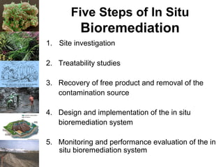 Five Steps of In Situ
Bioremediation
1. Site investigation
2. Treatability studies
3. Recovery of free product and removal of the
contamination source
4. Design and implementation of the in situ
bioremediation system
5. Monitoring and performance evaluation of the in
situ bioremediation system
 