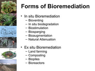 Bioremediation2 | PPT