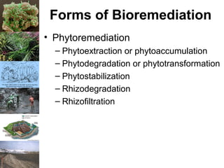 Forms of Bioremediation
• Phytoremediation
– Phytoextraction or phytoaccumulation
– Phytodegradation or phytotransformation
– Phytostabilization
– Rhizodegradation
– Rhizofiltration
 