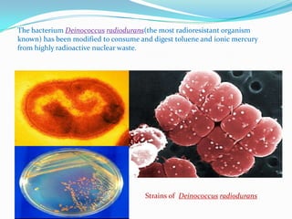 Bioremediation and biodegradation