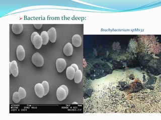Nemesis for oil spillsOleophillic bacteria
