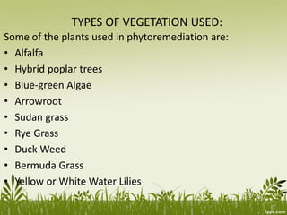 TYPES OF VEGETATION USED:
Some of the plants used in phytoremediation are:
• Alfalfa
• Hybrid poplar trees
• Blue-green Algae
• Arrowroot
• Sudan grass
• Rye Grass
• Duck Weed
• Bermuda Grass
• Yellow or White Water Lilies
 