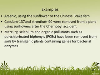 Examples
• Arsenic, using the sunflower or the Chinese Brake fern
• Caesium-137and strontium-90 were removed from a pond
using sunflowers after the Chernobyl accident
• Mercury, selenium and organic pollutants such as
polychlorinated biphenyls (PCBs) have been removed from
soils by transgenic plants containing genes for bacterial
enzymes
20
 