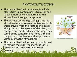 PHYTOVOLATILIZATION
• Phytovolatilization is a process, in which
plants take up contaminants from soil and
release them as volatile form into the
atmosphere through transpiration.
• The process occurs in growing plants that
absorb water and organic contaminants. As
water travels from the roots to the leaves
along the vascular system of the plant, it is
changed and modified along the way. Then,
some of the contaminants move through
the plants to the leaves and evaporate or
volatilize into the atmosphere.
• Phytovolatilization has been primarily used
to remove mercury; the mercuric ion is
converted into less toxic elemental
mercury.
 