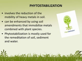 PHYTOSTABILIZATION
• involves the reduction of the
mobility of heavy metals in soil.
• can be enhanced by using soil
amendments that immobilize metals
combined with plant species.
• Phytostabilization is mostly used for
the remeditation of soil, sediment
and water.
 