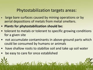 Phytostabilization targets areas:
• large bare surfaces caused by mining operations or by
aerial depositions of metals from metal smelters.
• Plants for phytostabilization should be:
• tolerant to metals or tolerant to specific growing conditions
for a given site
• not accumulate contaminants in above-ground parts which
could be consumed by humans or animals
• have shallow roots to stabilize soil and take up soil water
• be easy to care for once established
 