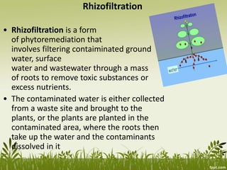Rhizofiltration
• Rhizofiltration is a form
of phytoremediation that
involves filtering contaiminated ground
water, surface
water and wastewater through a mass
of roots to remove toxic substances or
excess nutrients.
• The contaminated water is either collected
from a waste site and brought to the
plants, or the plants are planted in the
contaminated area, where the roots then
take up the water and the contaminants
dissolved in it
 