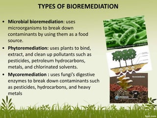 TYPES OF BIOREMEDIATION
• Microbial bioremediation: uses
microorganisms to break down
contaminants by using them as a food
source.
• Phytoremediation: uses plants to bind,
extract, and clean up pollutants such as
pesticides, petroleum hydrocarbons,
metals, and chlorinated solvents.
• Mycoremediation : uses fungi’s digestive
enzymes to break down contaminants such
as pesticides, hydrocarbons, and heavy
metals
 