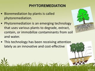 PHYTOREMEDIATION
• Bioremediation by plants is called
phytoremediation.
• Phytoremediation is an emerging technology
that uses various plants to degrade, extract,
contain, or immobilize contaminants from soil
and water.
• This technology has been receiving attention
lately as an innovative and cost-effective
 