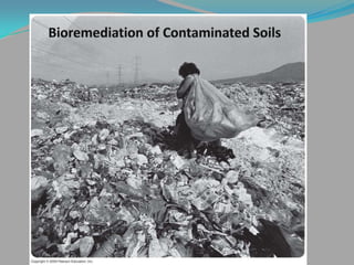 Bioremediation of contaminated soils | PPTX