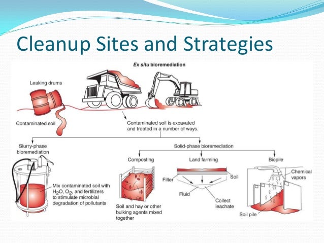 Bioremediation of contaminated soils