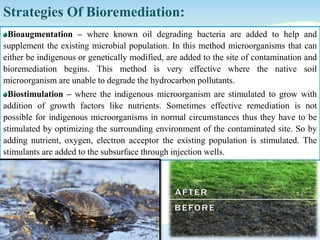 Bioremediation of hydrocarbon – a review | PPTX
